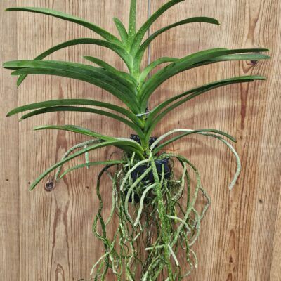 Vanda Hibrida