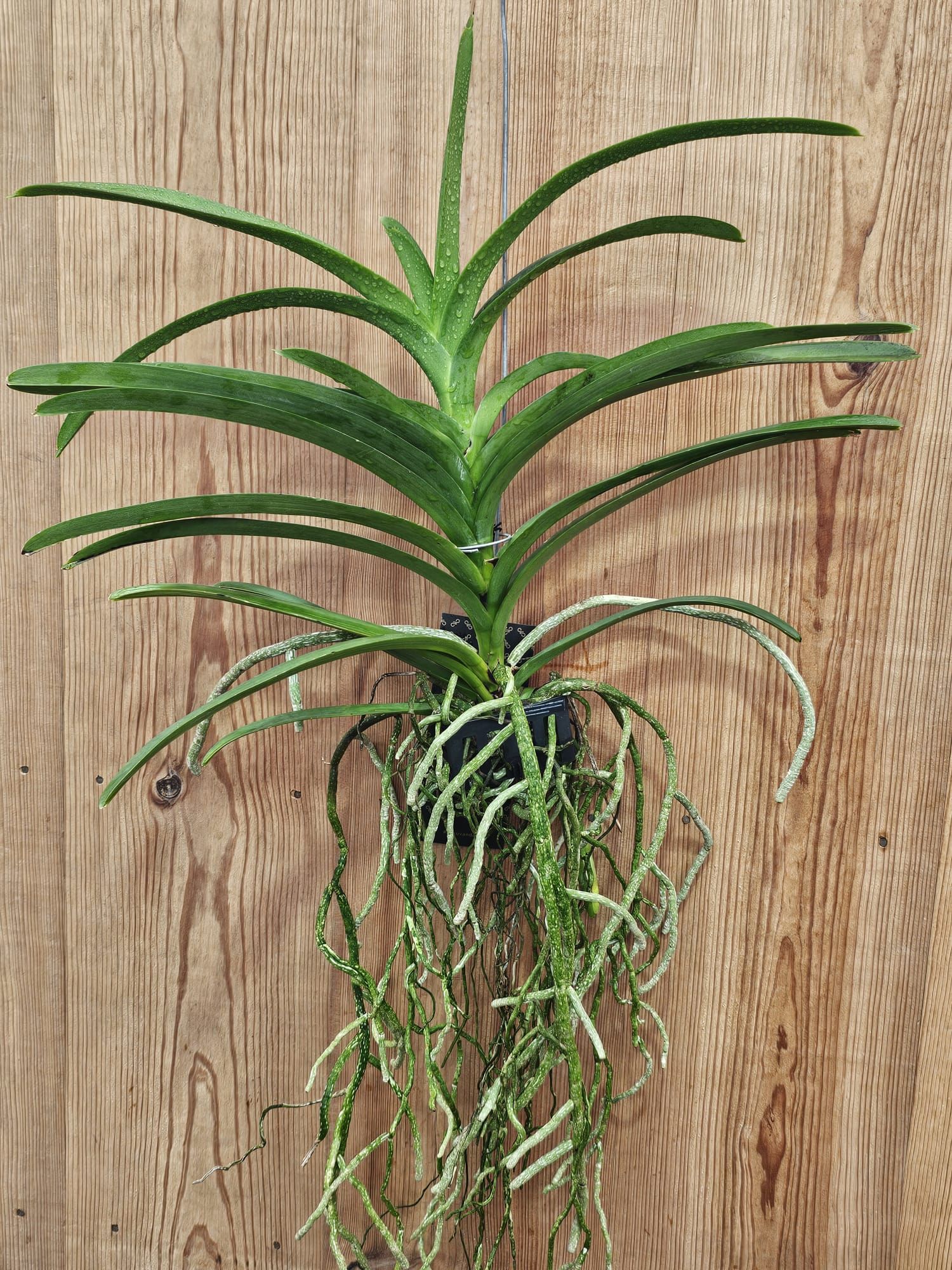 vanda hibrida