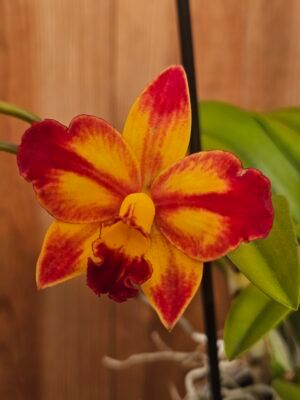 Cattlianthe Barefoot Mailman 'Exotic Sunset'