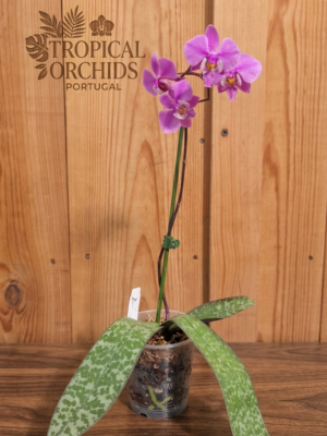 Phalaeanopsis schilleriana