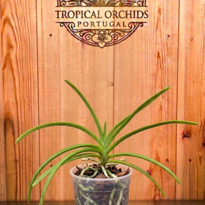 Holcoglossum x Ascocentrum