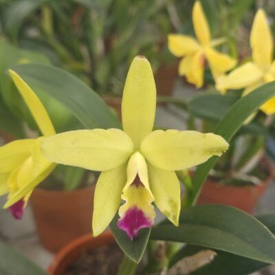 Bl. Sun Coast Aurean Blush