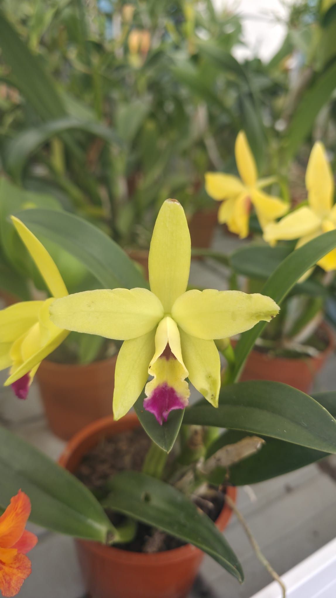 Bl. Sun Coast Aurean Blush