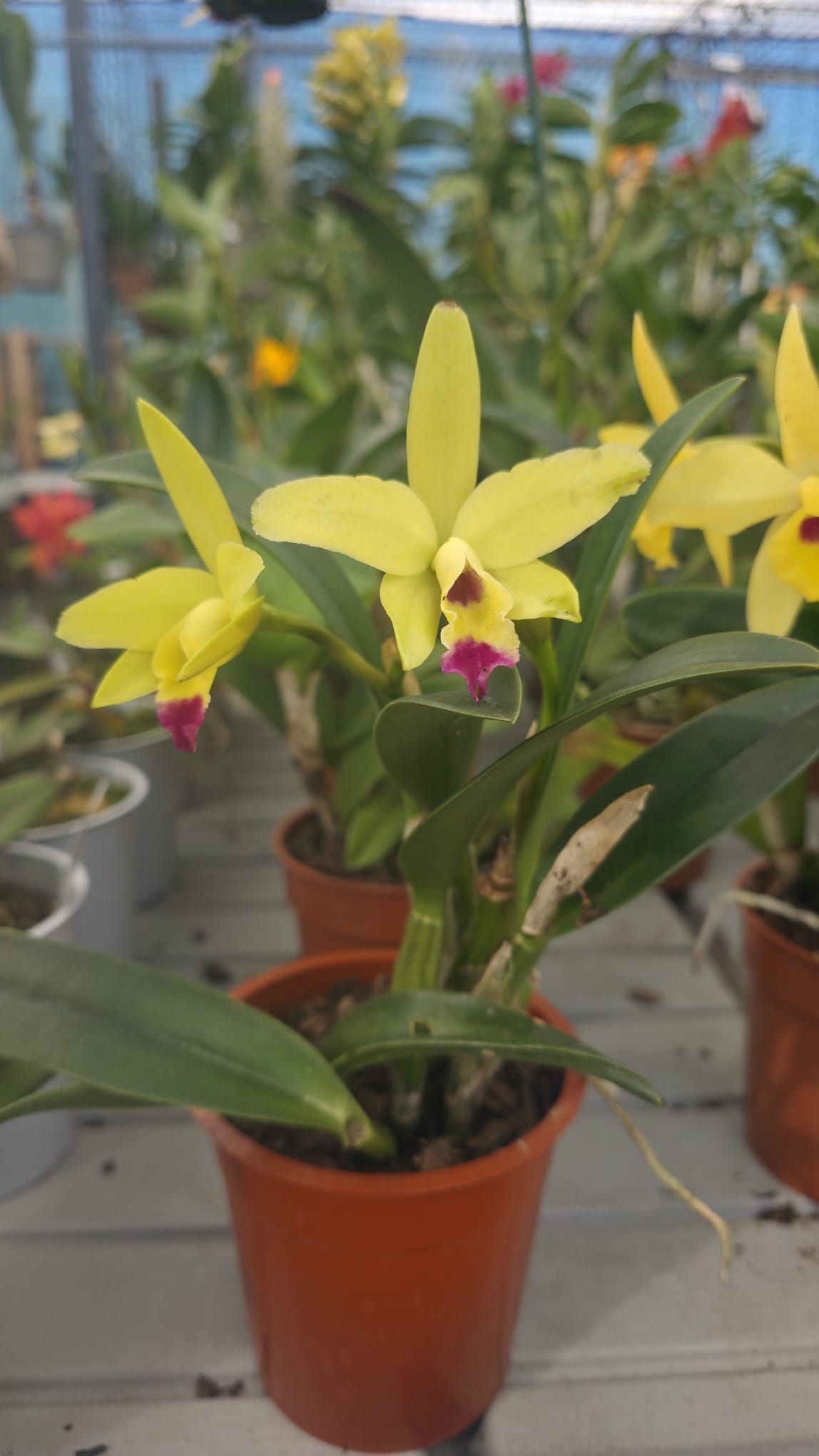 Bl. Sun Coast Aurean Blush1