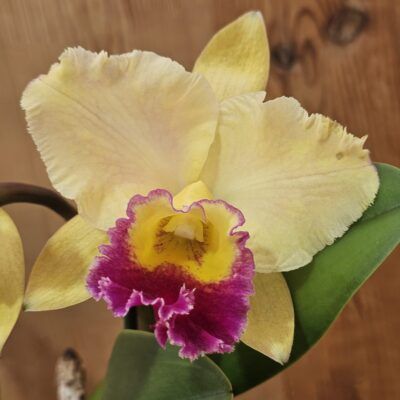 Blc. Suzuki Preciosa