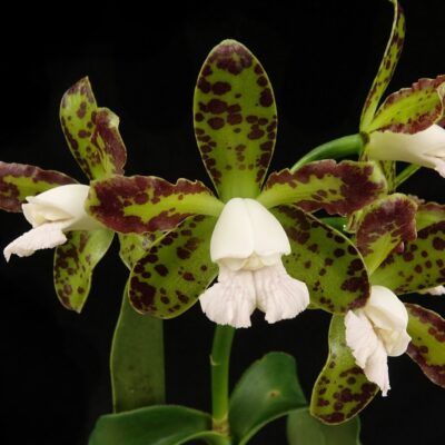 Cattleya tigrina 'Cetro de Esmeralda'