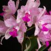 Cattleya amethystoglossa