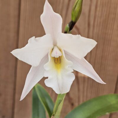 Jackfowliera Apple Blossom