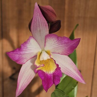 Iwanagara Apple Blosson