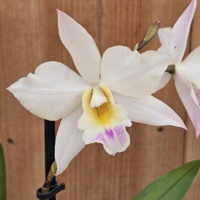 Laelia anceps f. semi alba 'Ileana'