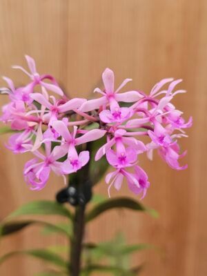 Epidendrum Anika