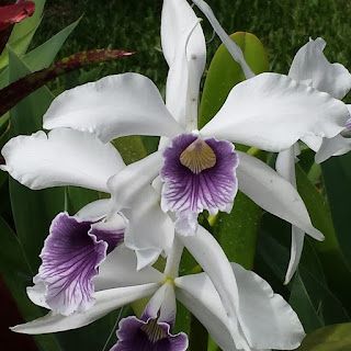 Laelia purpurata werkhauseri