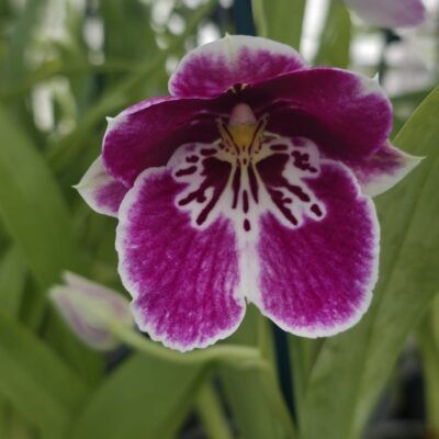 Miltoniopsis Princess Diana 'Red Baron'