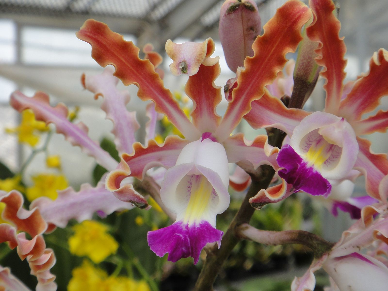 Myrmecophila thomsoniana