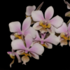 Phal. stuartiana x Phal. schilleriana