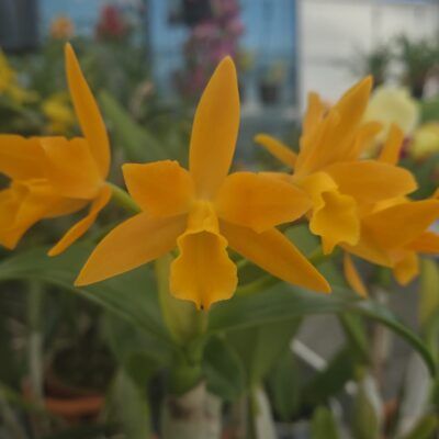 Potinara Love Passion