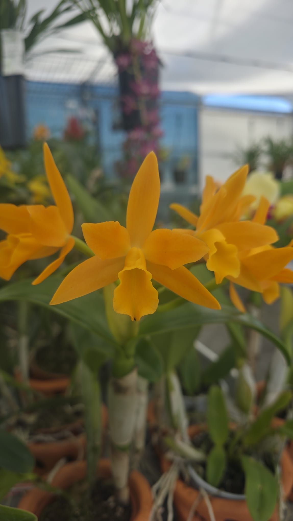 Potinara Love Passion