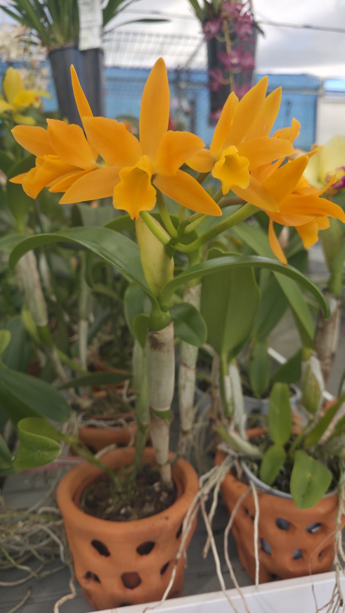 Potinara Love Passion1