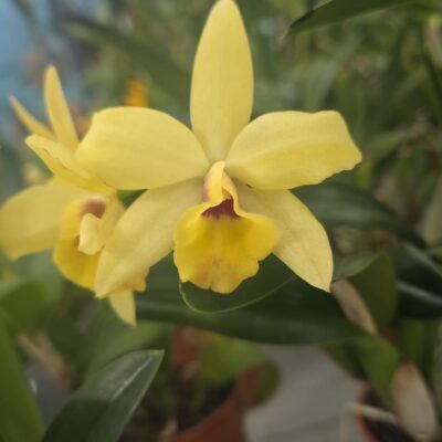 Potinara Roy´s Magic x C. Luteola