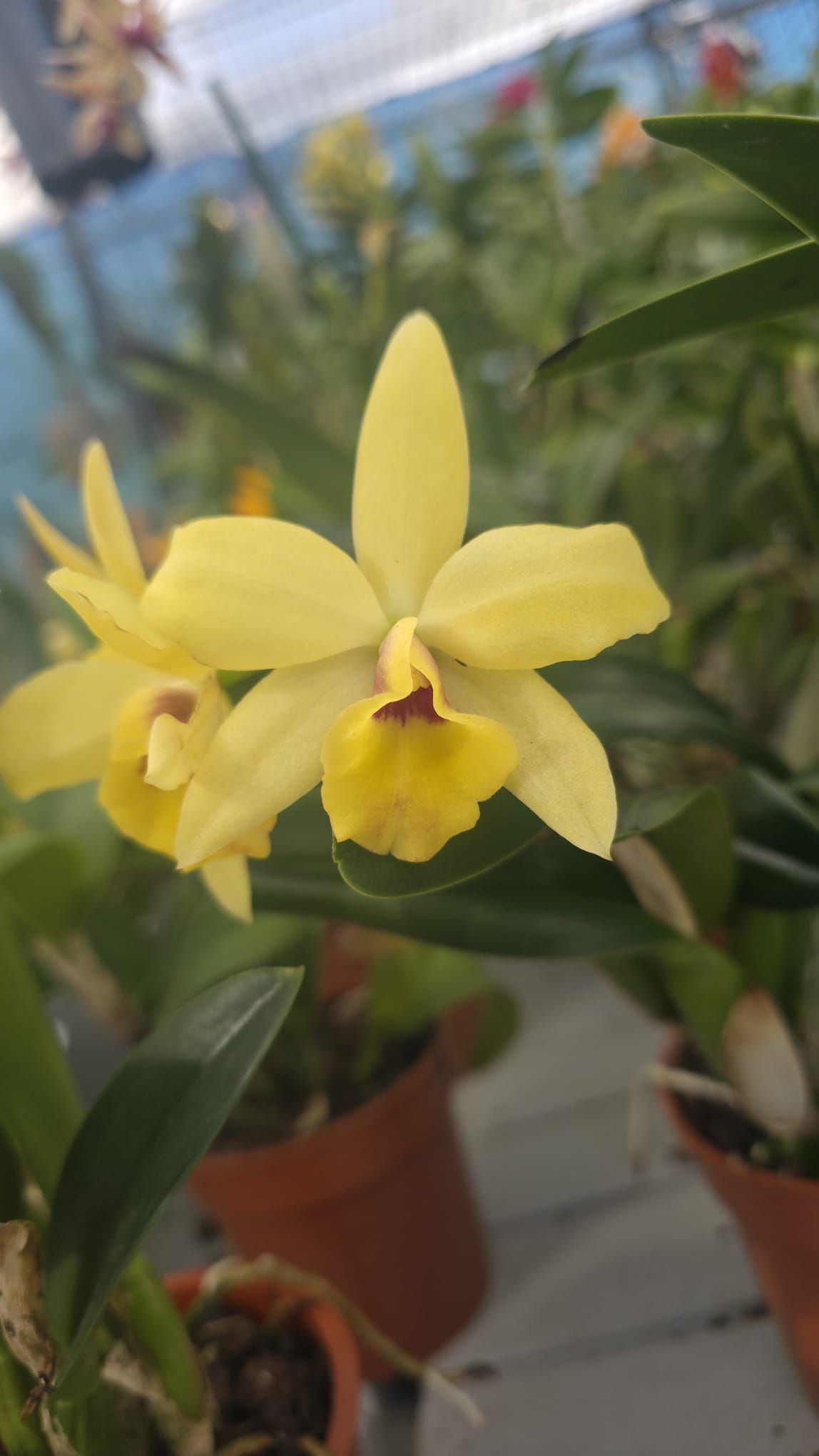 Potinara Roy´s Magic x C. Luteola