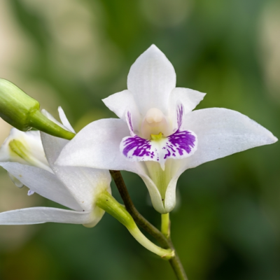 Dendrobium kingianum semi alba