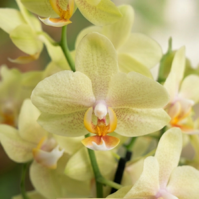 Phalaenopsis Debra Lee Layton