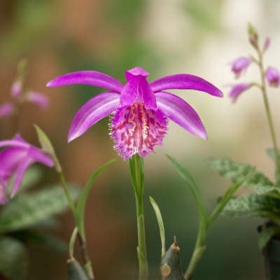 Pleione tongariro