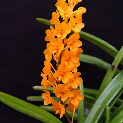 Ascocentrum miniatum
