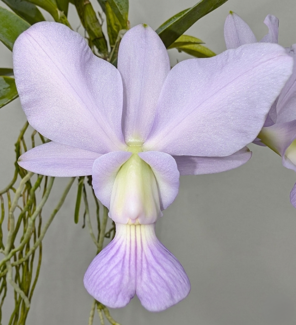 C. walkeriana var. coerulea