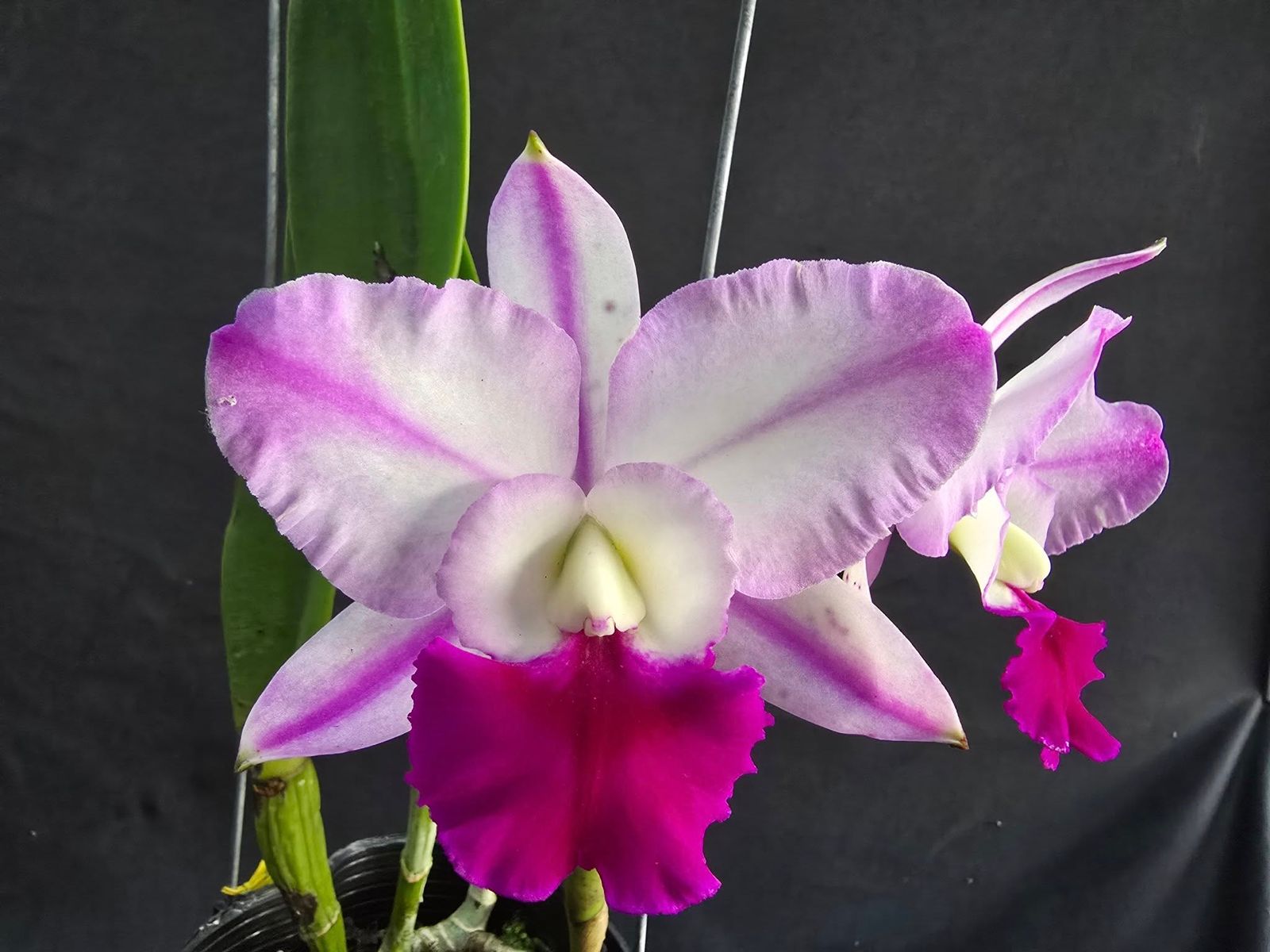 C. walkeriana x Rlc. Shinfong Royal
