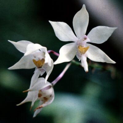 Caularthron bicornutum