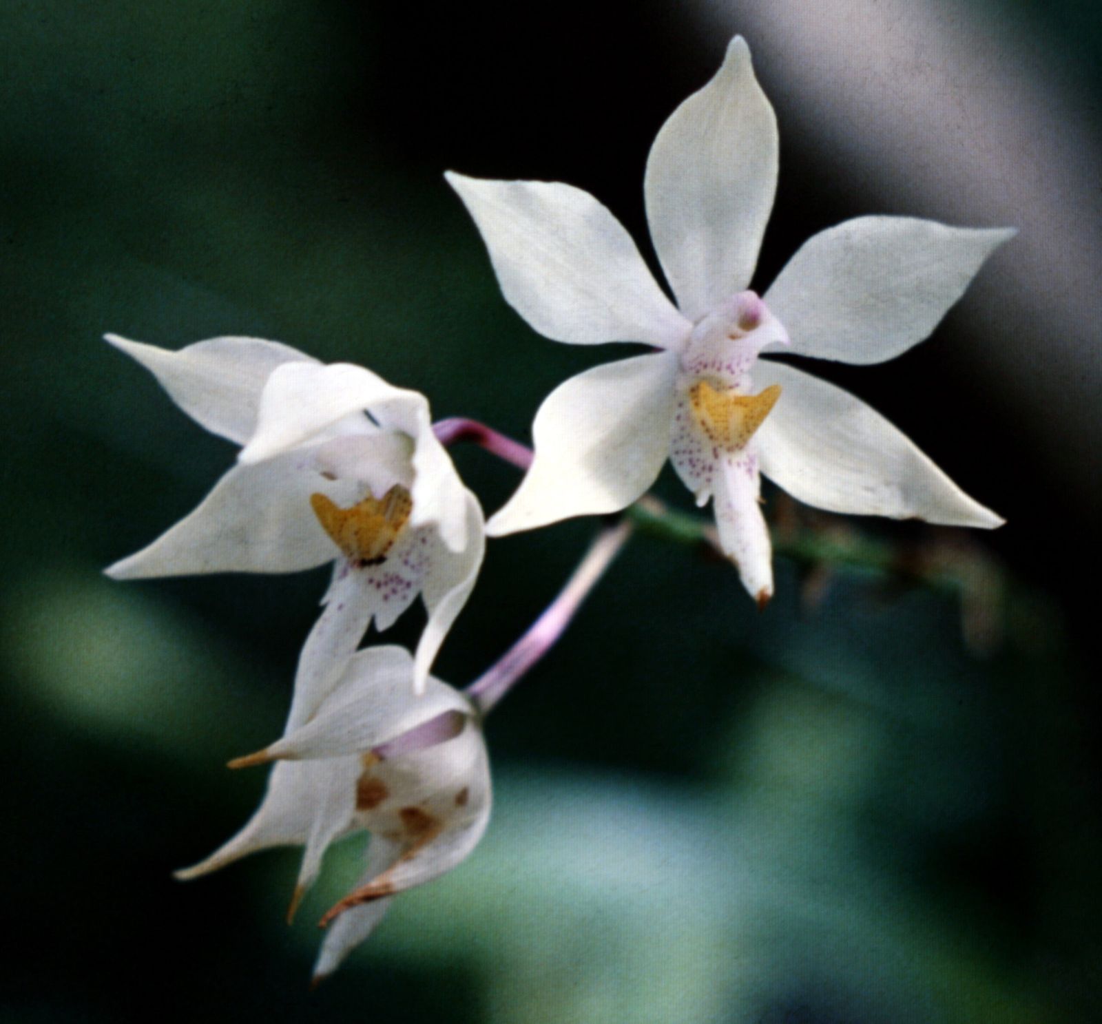 Caularthron bicornutum
