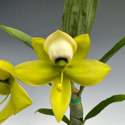 Cycnoches Mass Confusion Big Green