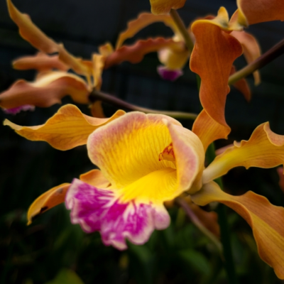 Laeliocattleya Tzeng-Wen Bells