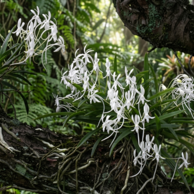 Neofinetia falcata