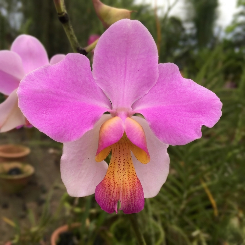 Papilionanthe_Teres