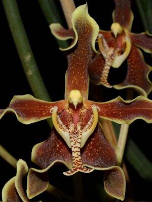 Paraphalaenopsis labukensis