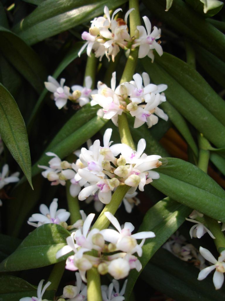 Trichoglottis rosea var. breviracema