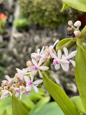 Trichoglottis rosea var breviracema