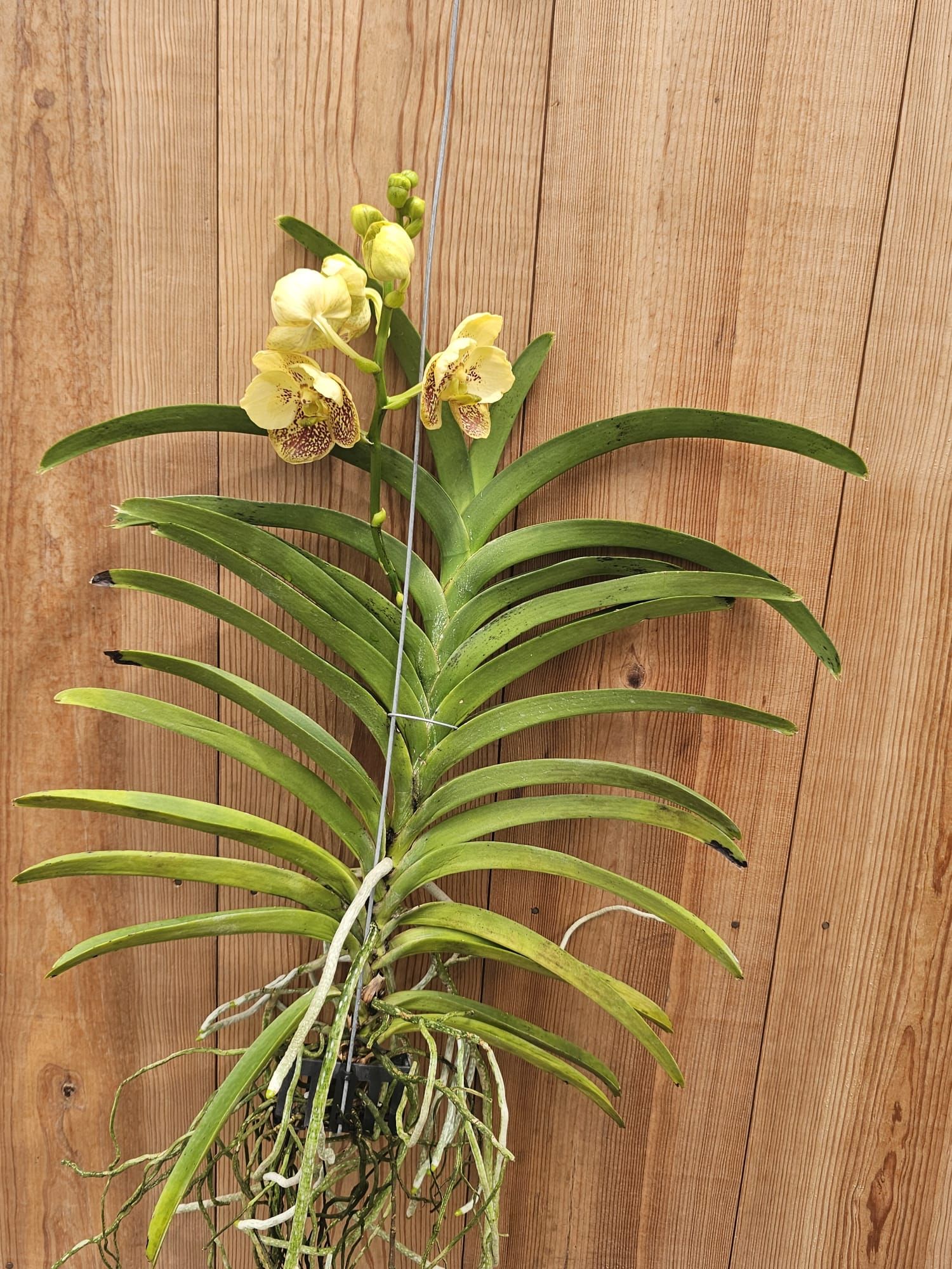 Vanda Boonyarit Spot-1