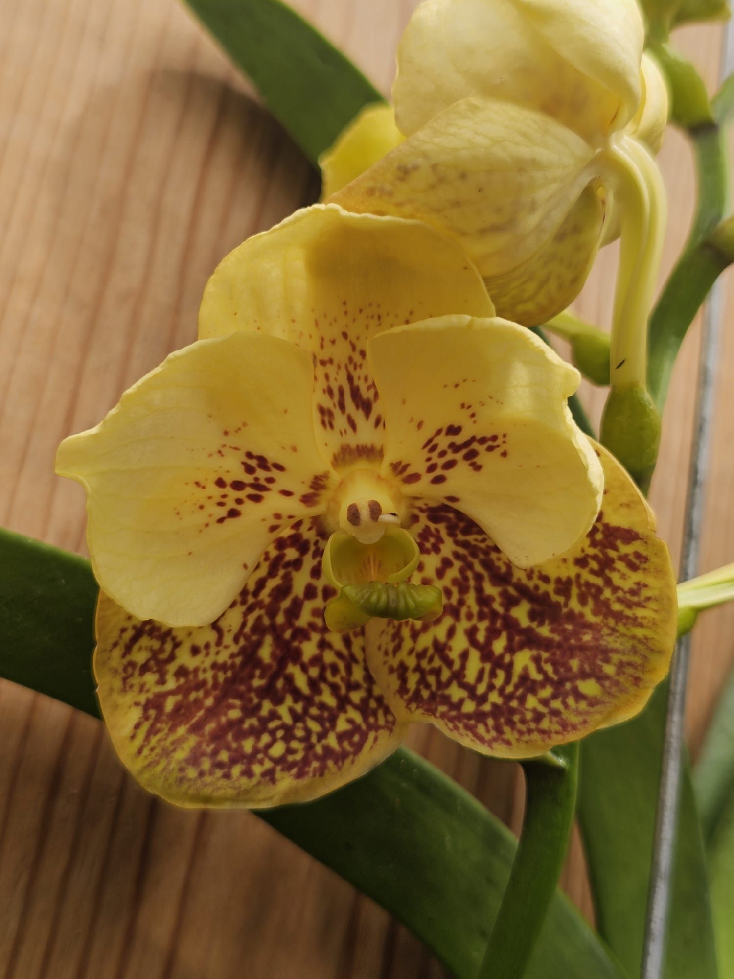 Vanda Boonyarit Spot-2