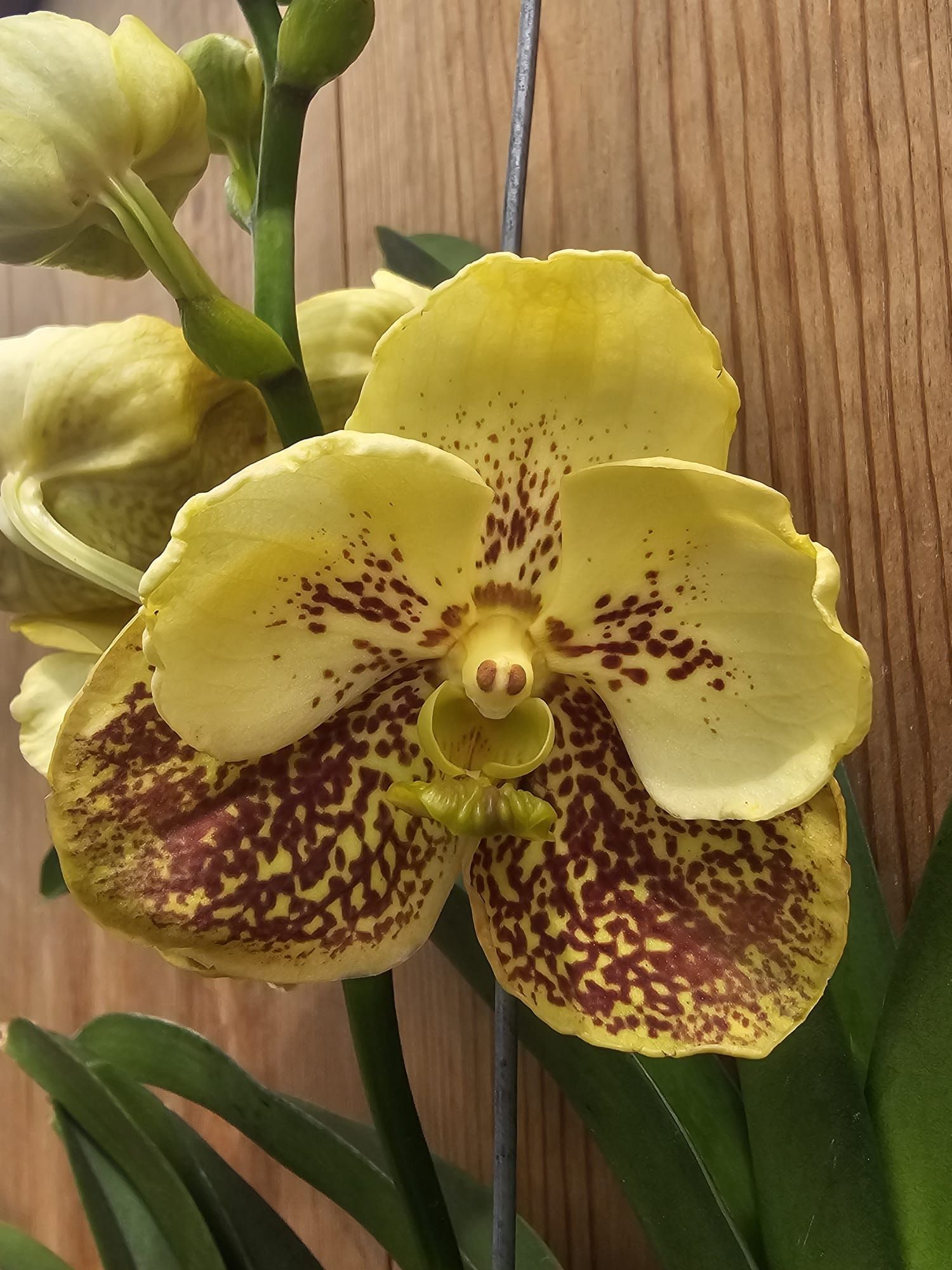 Vanda Boonyarit Spot