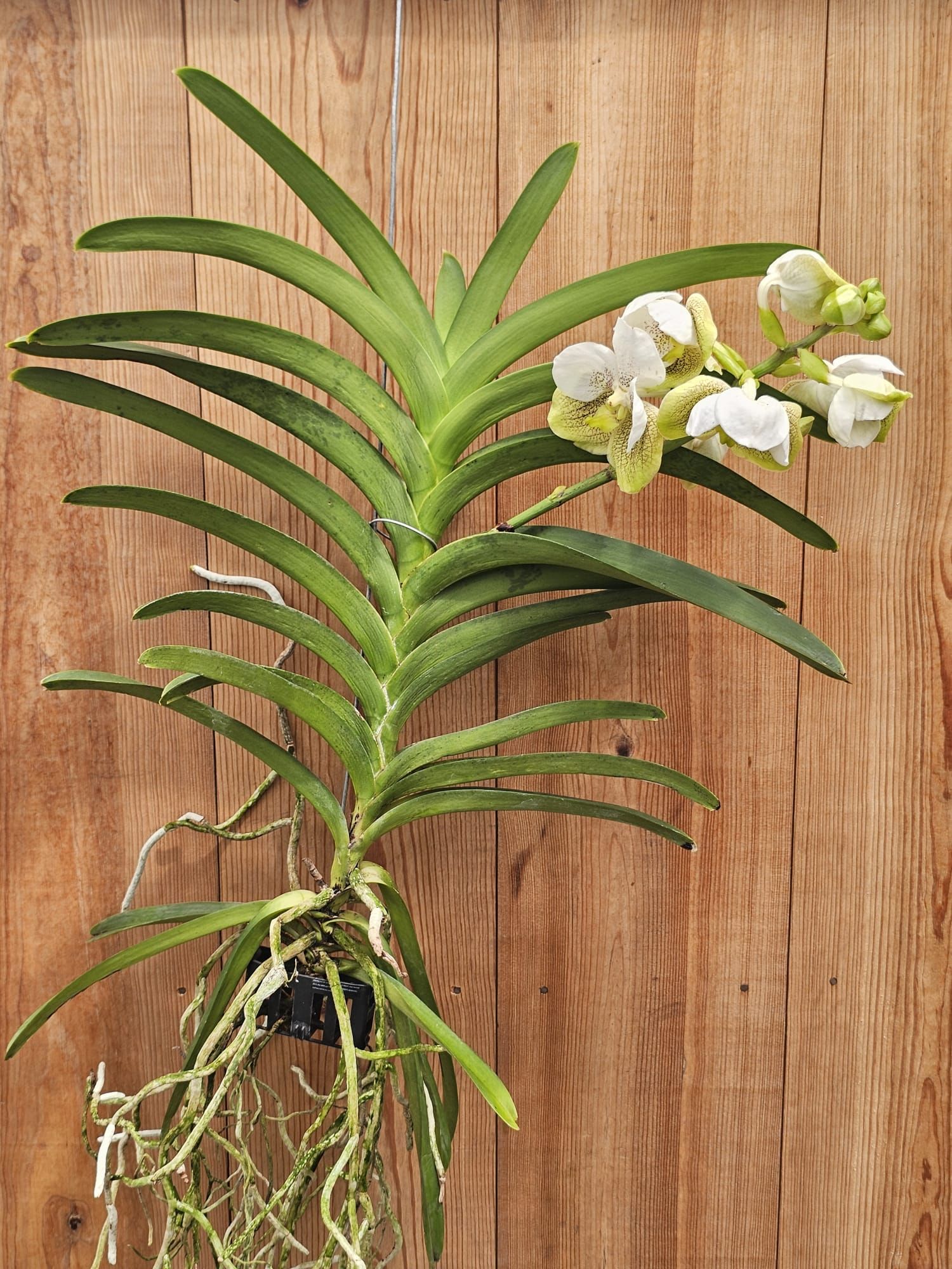 Vanda Sahara Spots-1