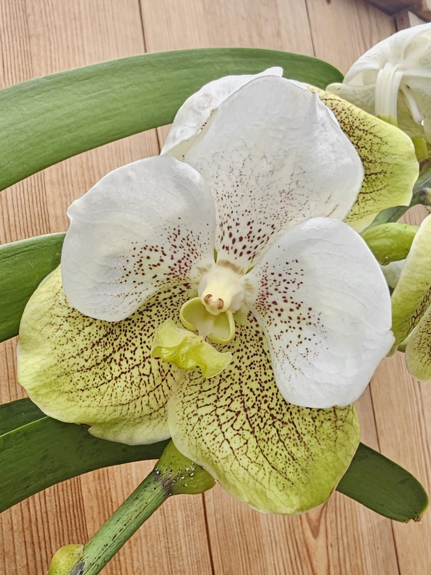 Vanda Sahara Spots