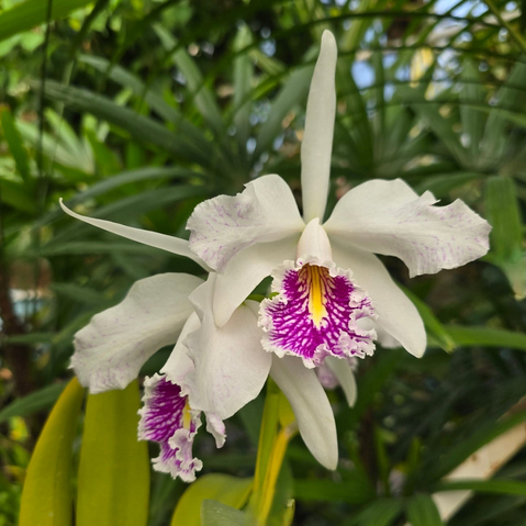 cattleya maxima