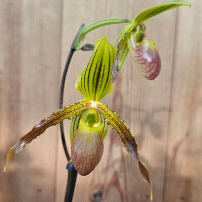 Paphiopedilum rothschildianum X Pinóquio