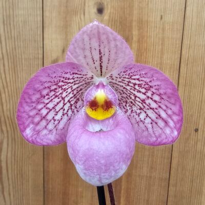 Paphiopedilum Magic Lantern