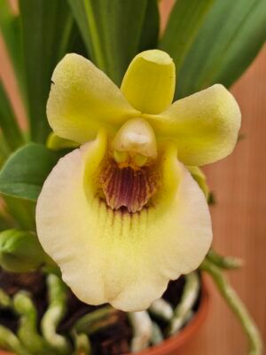 Cochleanthes