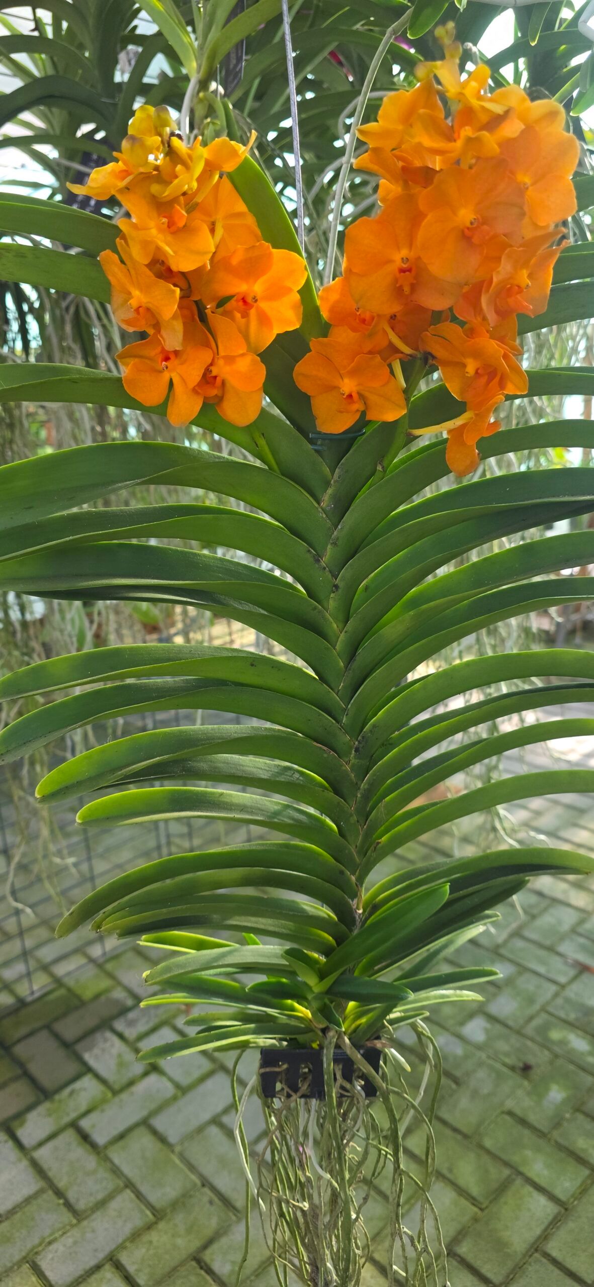 Vandachostylis Nopporn Orange - Image 3