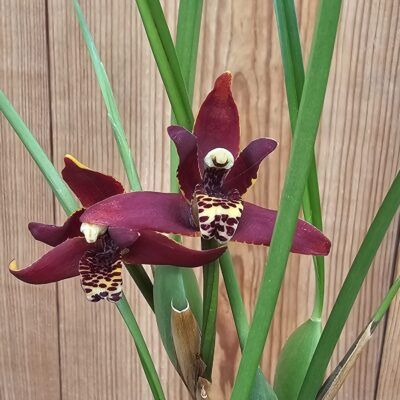 Maxillaria tenuifolia